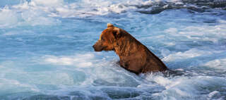 Výlety za zvířaty do americké divočiny