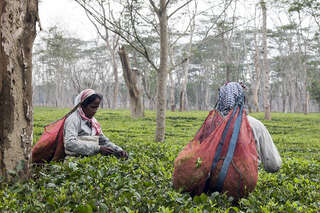 LÉTÁTE S NÁMI: Čaj z Ásámu