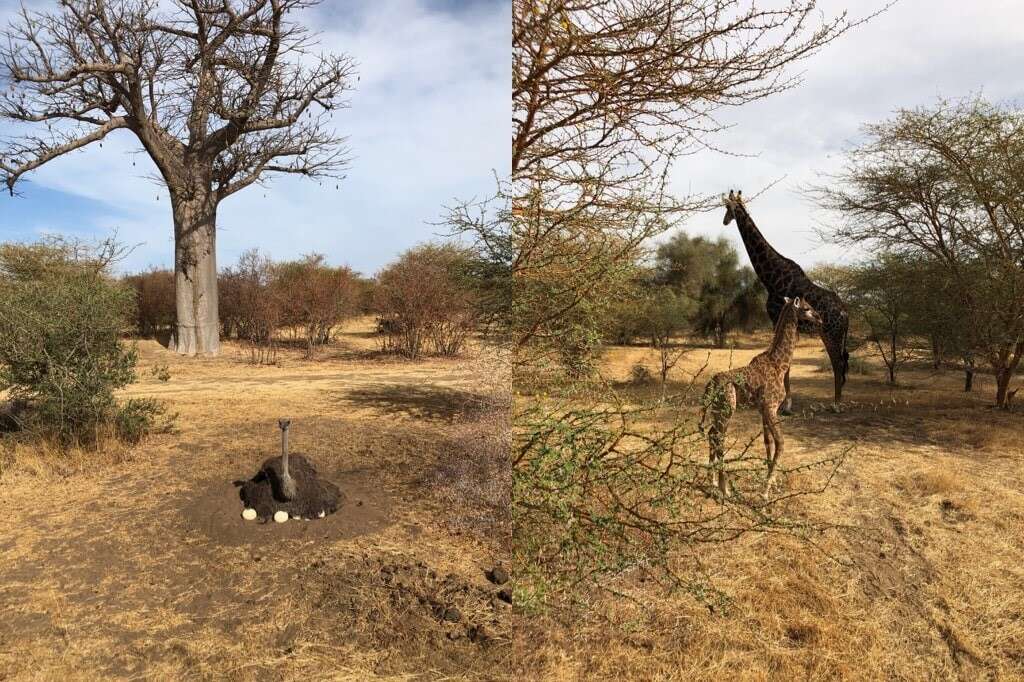 Senegal