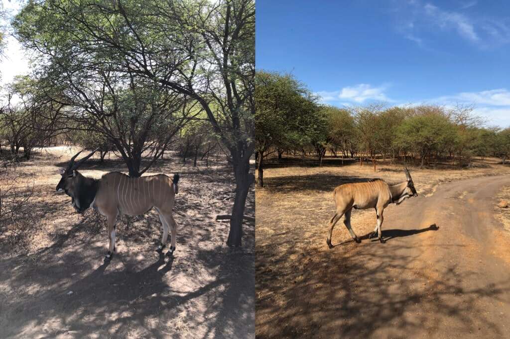 Senegal