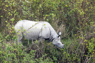 LÉTÁTE S NÁMI: Tygři a nosorožci v Ásámu