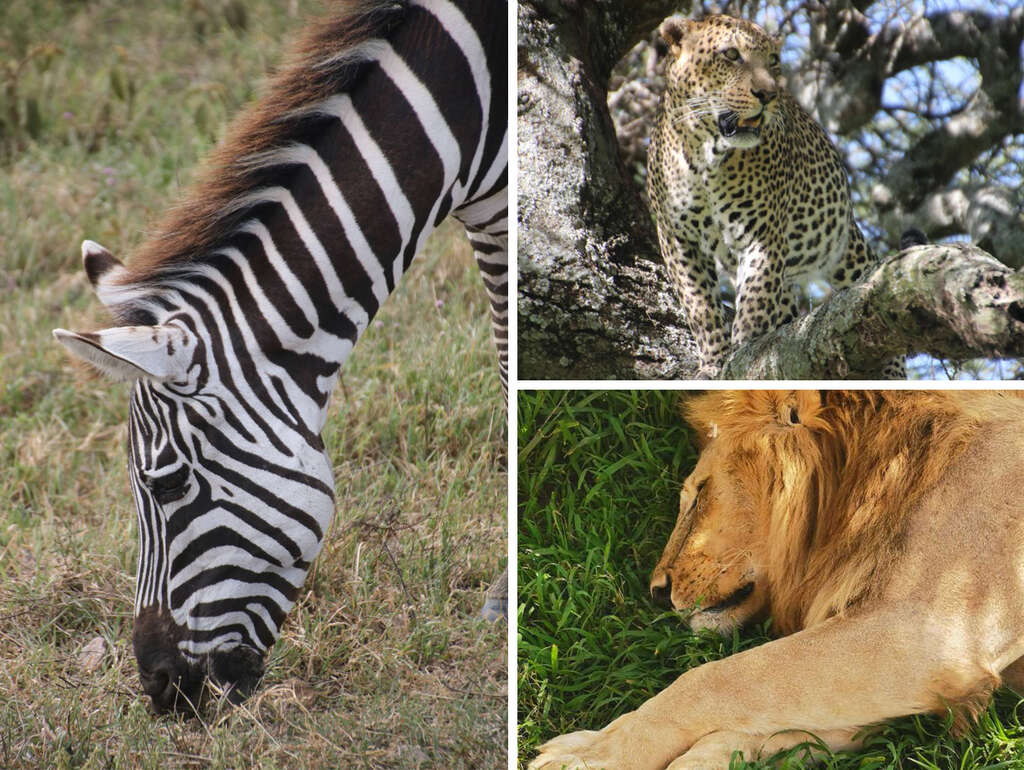 Tanzanie