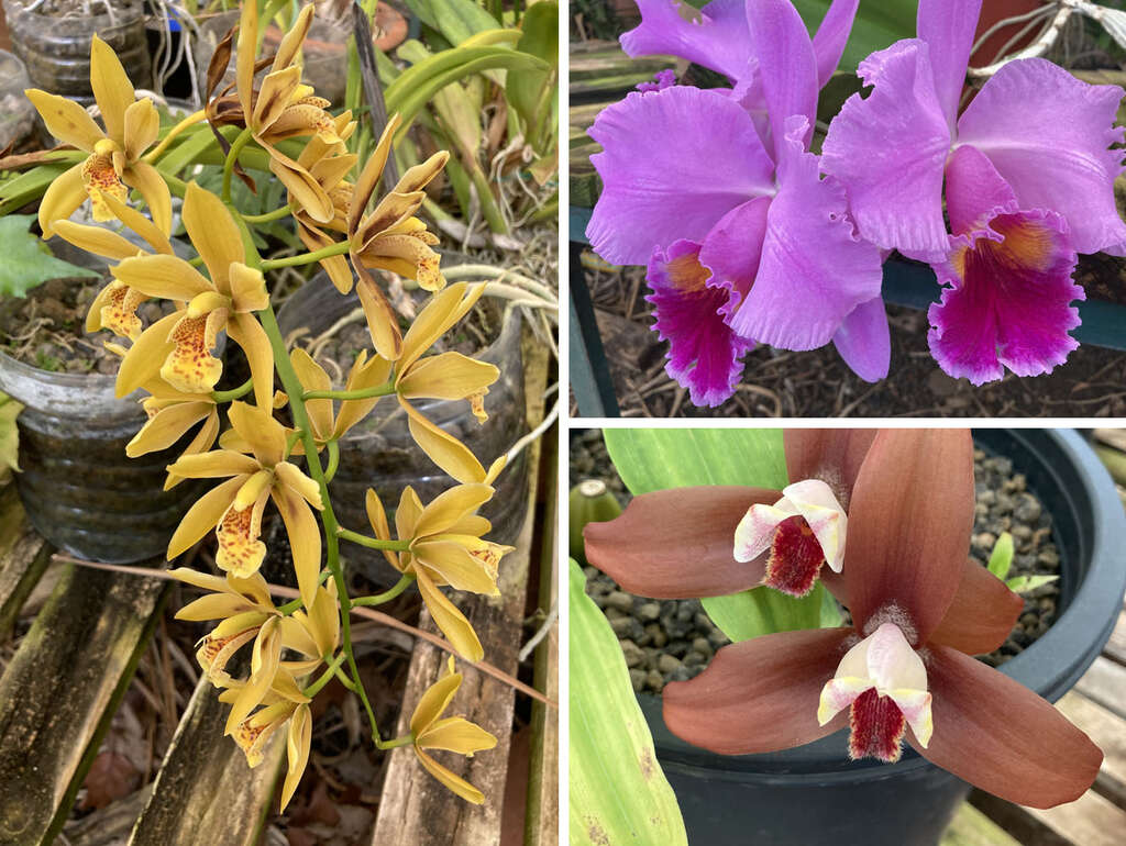 Madeira