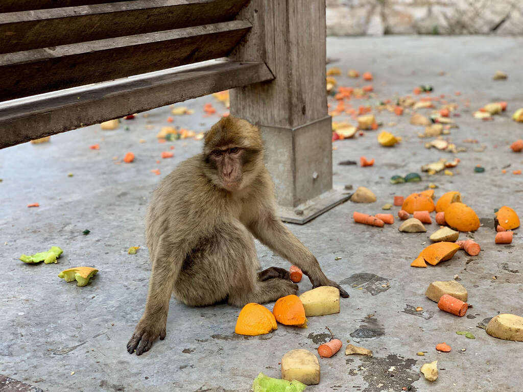Gibraltar