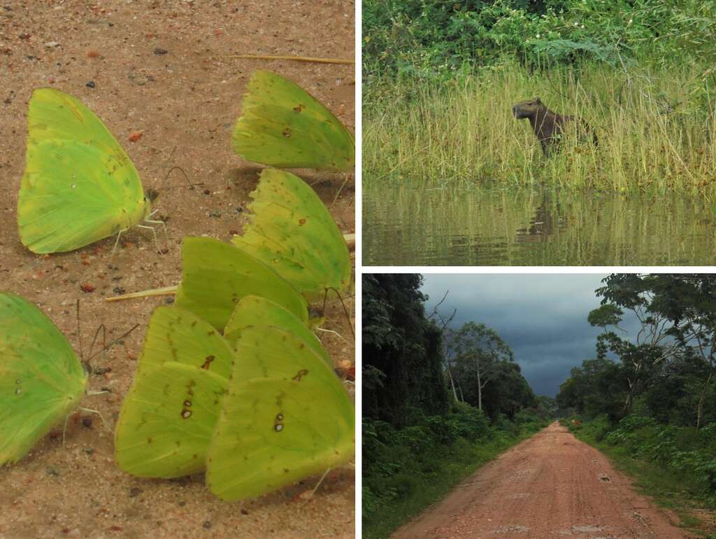 Pantanal