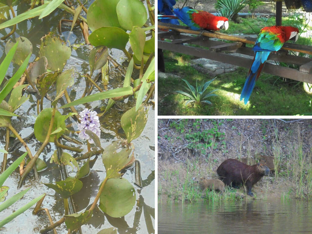 Pantanal