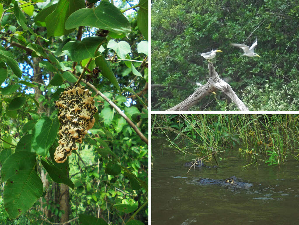 Pantanal