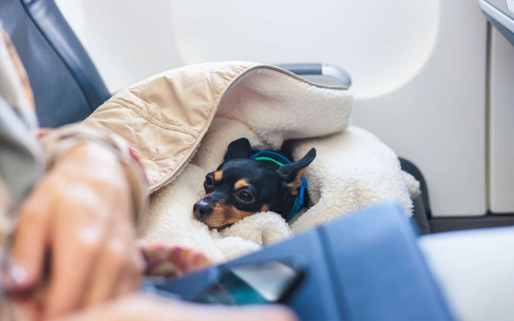 Cestujeme se zvířaty