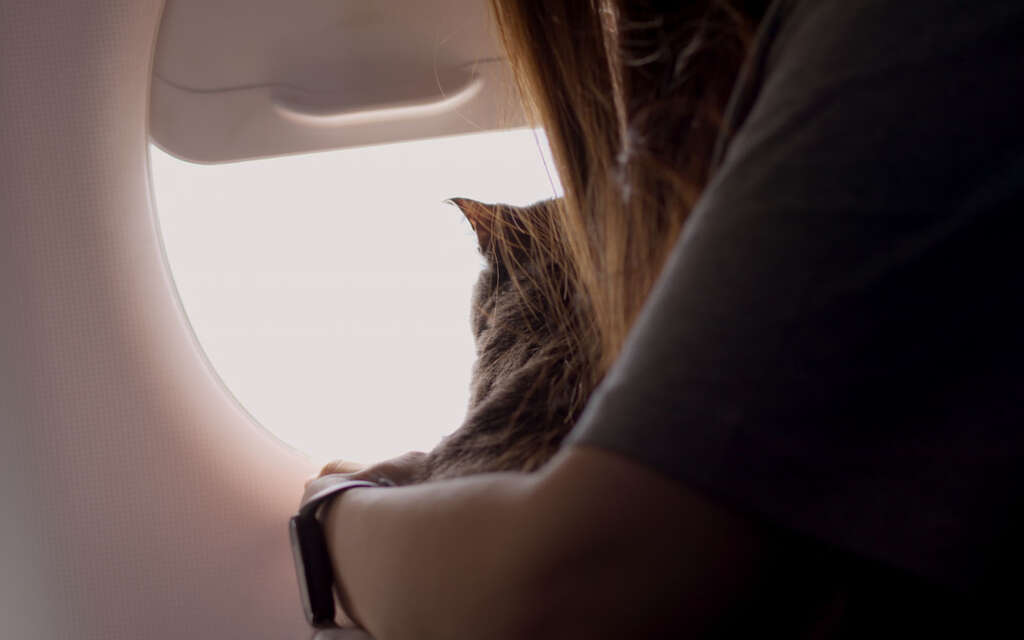 Cestování se zvířaty