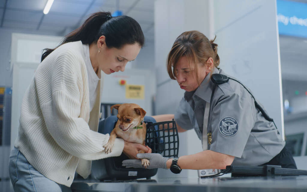 Cestování se zvířaty