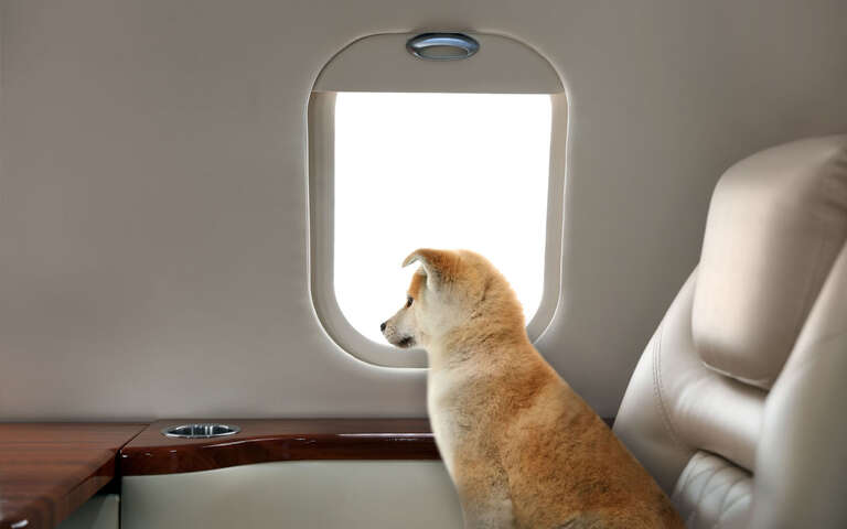 Cestování se psem a kočkou v letadle