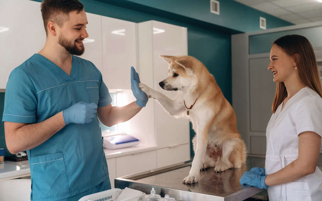 Cestování se zvířaty