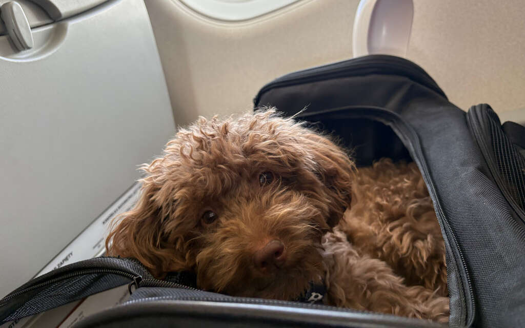 Cestování se zvířaty