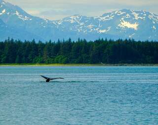Aljaška na dosah: Ketchikan, Icy Strait a Tracy Arm