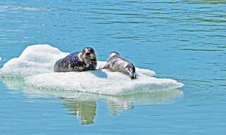 Aljaška mezi ledovci a divočinou: Sitka, Juneau a Dawes Glacier