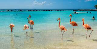 Od tropických pláží k Panamě: Curaçao, Aruba a Kajmany